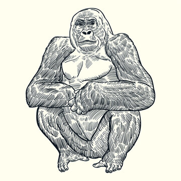 Vintage hand drawn gorilla
