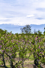 Fototapeta na wymiar Peach trees in the background of mountains