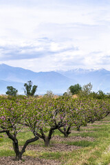 Fototapeta premium Peach trees in the background of mountains