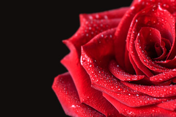 red rose petals with water drops on the petals on a black background. close-up, selective focus