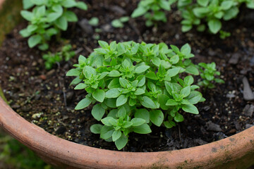 Micro Basil