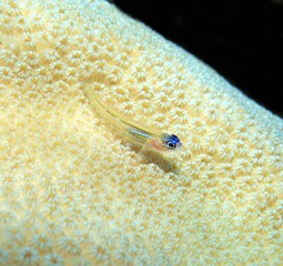 Peppermint Goby on the Reef