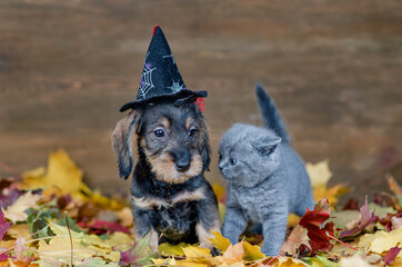 Funny Dachshund puppy wearing hat for halloween and tiny kitten sit together on autumn foliage