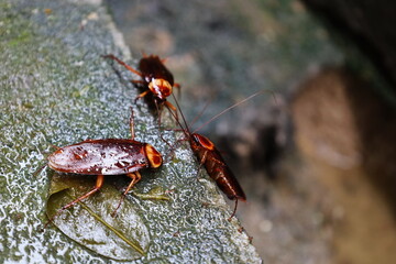 Cockroaches eat food scraps on the floor. A group of disease-carrying cockroaches are feeding on food scraps on wet and dirty plaster with reproduction areas. Selective focus