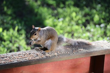 Squirrel eating on railing.