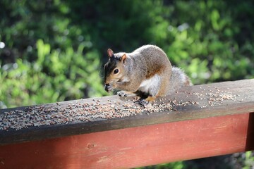 Squirrel eating on railing.