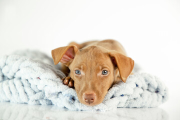 a puppy of the chirneco del etna breed