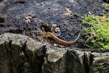 salamander on a tree stump