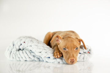 a puppy of the chirneco del etna breed
