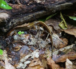 salamander under a log.