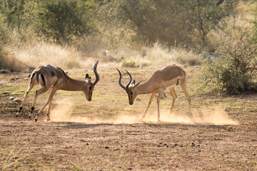 Kruger National Park: Impala