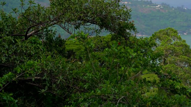 Tilt down shot of island in central america