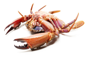 crab isolated on white background