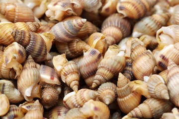 live conch on white background