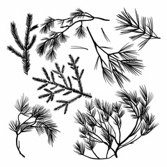 Branches of coniferous trees