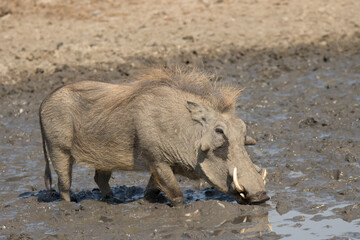 Kruger National Park: warthog