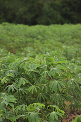 yucca plants in organic plantation in the middle of the field