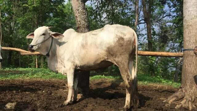 Ongole Crossbred cattle or Javanese Cow or White Cow or sapi peranakan ongole (PO) or Bos taurus is the largest cattle in Indonesia in traditional farm, Indonesia. Traditional livestock breeding.