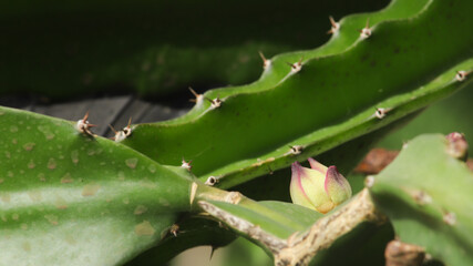 Flower bud of pitahaya plant, cactus of the undatus costarisensis species