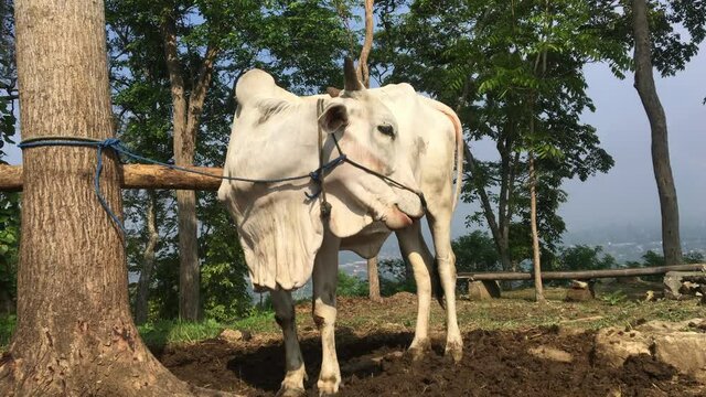 Ongole Crossbred cattle or Javanese Cow or White Cow or sapi peranakan ongole (PO) or Bos taurus is the largest cattle in Indonesia in traditional farm, Indonesia. Traditional livestock breeding.