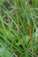 frog hanging on a blade of grass
