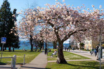 快晴のバンクーバーに咲く道端の桜
