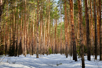 Fototapeta premium Trunks in a pine forest in winter day. Nature ladscape