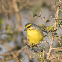 Kruger National Park: Birds; Yellow-fronted canary