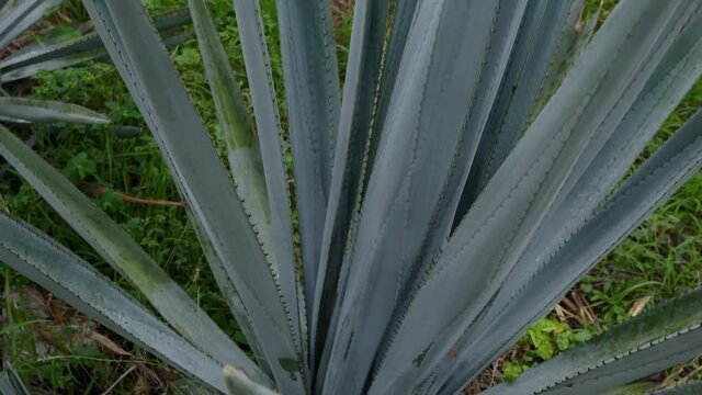 Plantaci&oacute;n de agave azul en el campo para hacer tequila