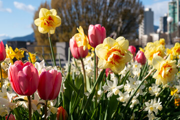 バンクーバーの道端に咲く水仙とチューリップ
