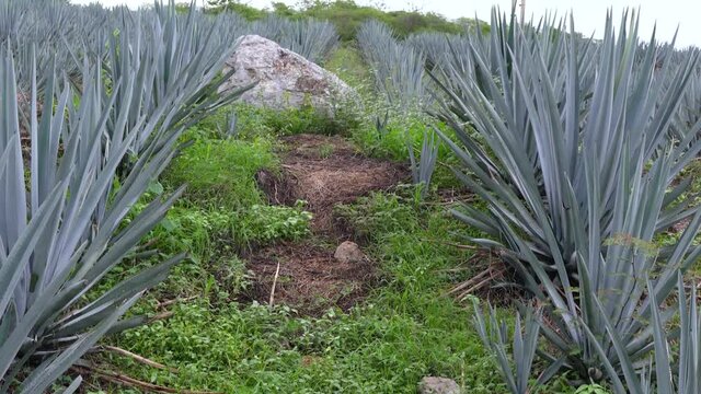 Plantaci&oacute;n de agave azul en el campo para hacer tequila