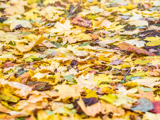 Orange and yellow fallen maple leaves in the sunlight.