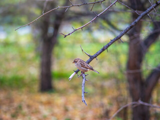 Sparrow sitting on a branch with a yellow autumn background