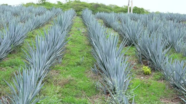 Plantaci&oacute;n de agave azul en el campo para hacer tequila