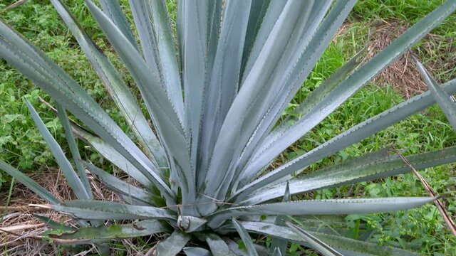 Plantaci&oacute;n de agave azul en el campo para hacer tequila
