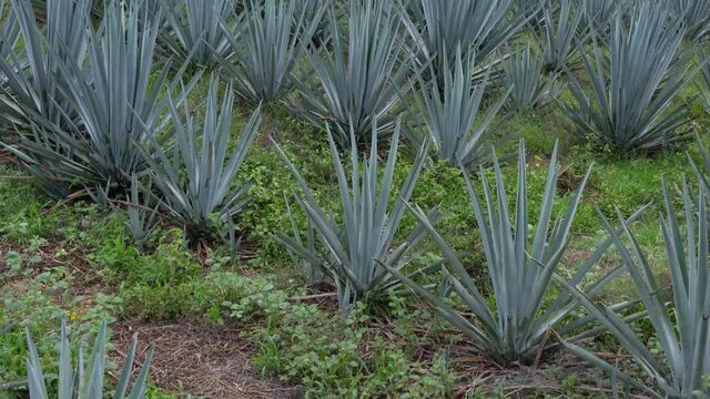 Plantaci&oacute;n de agave azul en el campo para hacer tequila