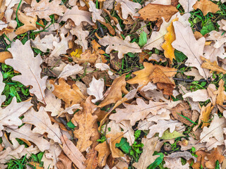 Orange, brown and yellow fallen oak leaves in the sunlight.