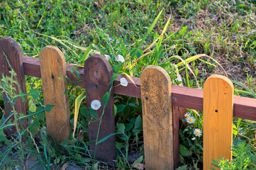 There are flowers growing near a small colored fence