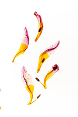 dry flowers in the garden