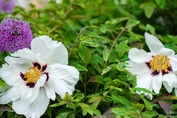 tree peony in the garden