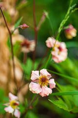 Obraz premium geum Mai Tai in the garden