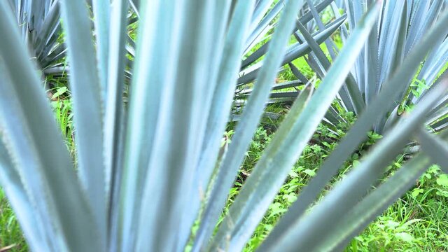 Plantaci&oacute;n de agave azul en el campo para hacer tequila