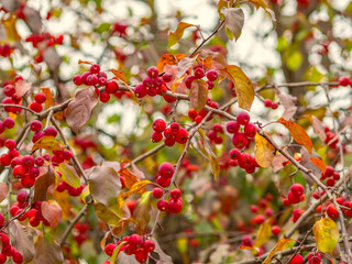 Apple tree branches with red apples and yellow leaves in autumn