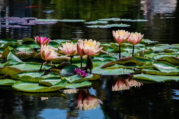 Lily Pads in a Pond in the Park