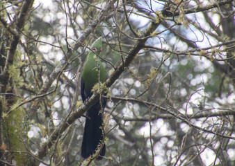 Knysna turaco isolated in a tree in the forest
