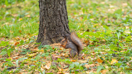 Autumn squirrel on green grass with fallen yellow leaves