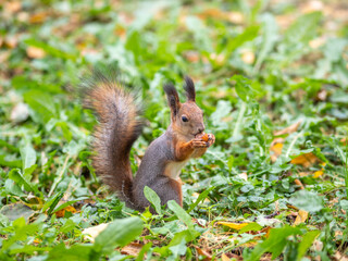 Naklejka na ściany i meble Autumn squirrel on green grass with fallen yellow leaves