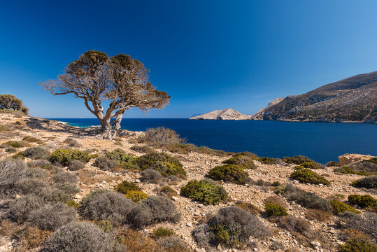 Typical trees overlooking the bay of Ormos Roussa at Kalotaritissa on the east coast of the Greek island of Donoussa in the Cyclades archipelago