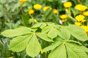 Green Chestnut Leaves in beautiful light. Spring season, spring colors.