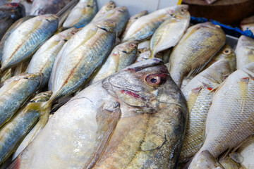 Various sea fish sell on ice in fresh fishery market